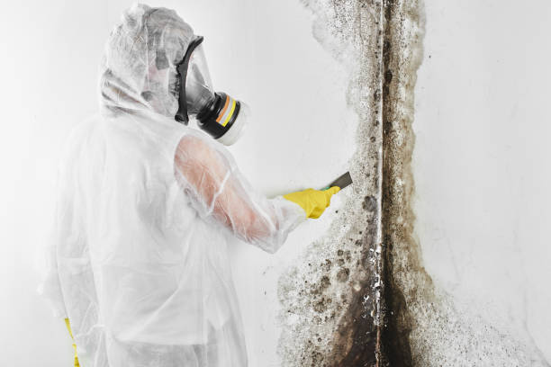 Trusted South Wallins, KY Mold Remediation Experts
