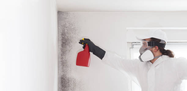  South Wallins, KY Mold Removal Pros