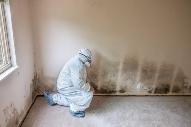 Best Mold Testing and Inspection Services in South Wallins, KY