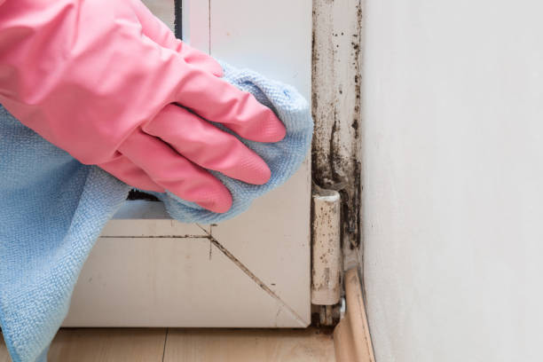 Professional Mold Remediation in South Wallins, KY