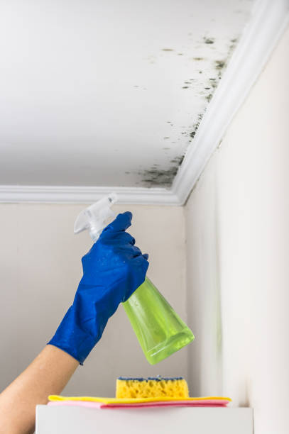 South Wallins, KY Mold Remediation Company